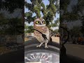 Funny owl dance #funny #owl #dance #fypシ #fypシ゚ #fypシ゚viral #fyp#birds#sleepyowl#cute #youtubeshorts