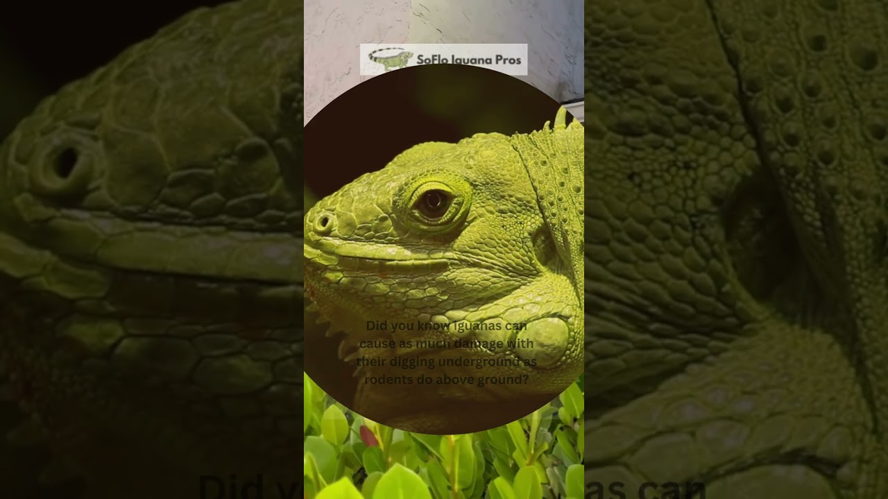 🦎 It’s Fun Fact Friday!