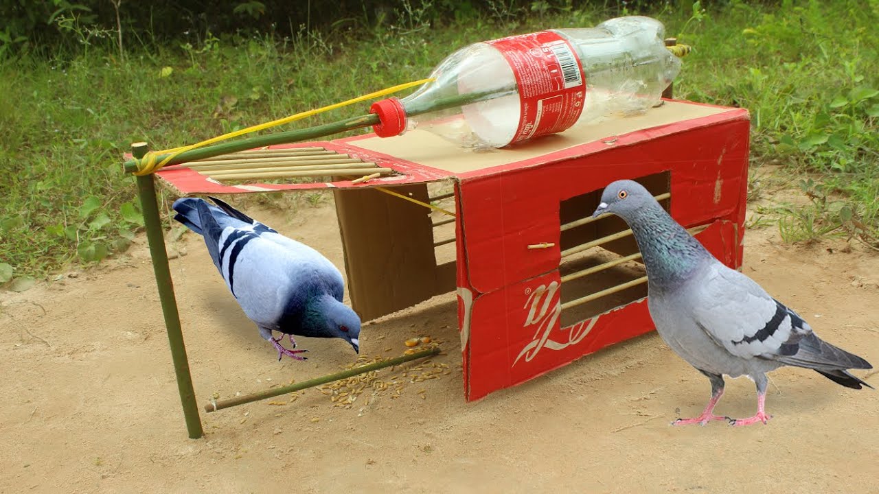 Effective Bird Trap And Easy  Best Bird Trap Using Bottle With Cardboard  Box 