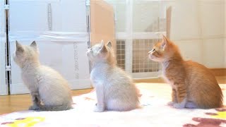 【生後33日】ミルクの順番待ちをする子猫たちがかわいい【保護子猫】kittens waiting for milk