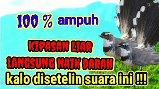 Suara Pikat Burung SIKATAN/KIPASAN RIBUT