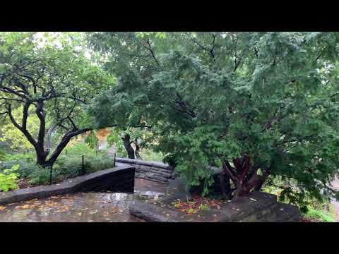 Video: Atemberaubende Mandarinente Erscheint Im Central Park In New York City
