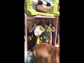 自分の服は自分で選びます　ダックス　（愛犬ランス）