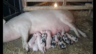 Dobra Zarada Od Jedne Krmače - 25 Prasadi Godišnje