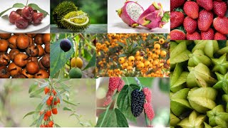 Biggest Producers Of 35 Fresh Fruits