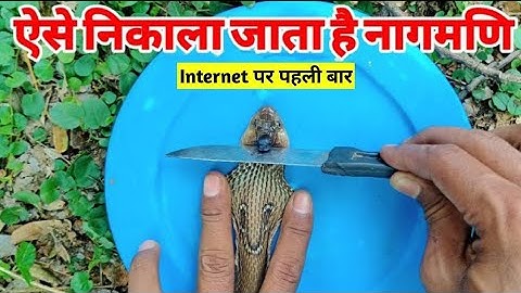 The Truth of Real Naagmani | Ichchadhari Nag and Nagin |