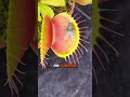 B52 The Worlds Biggest Flytrap