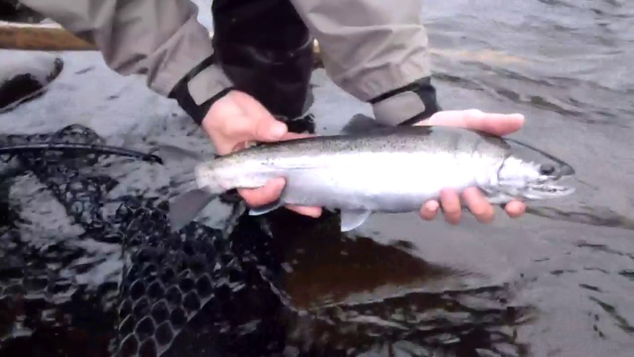 Salmon River New York Fly Fishing YouTube