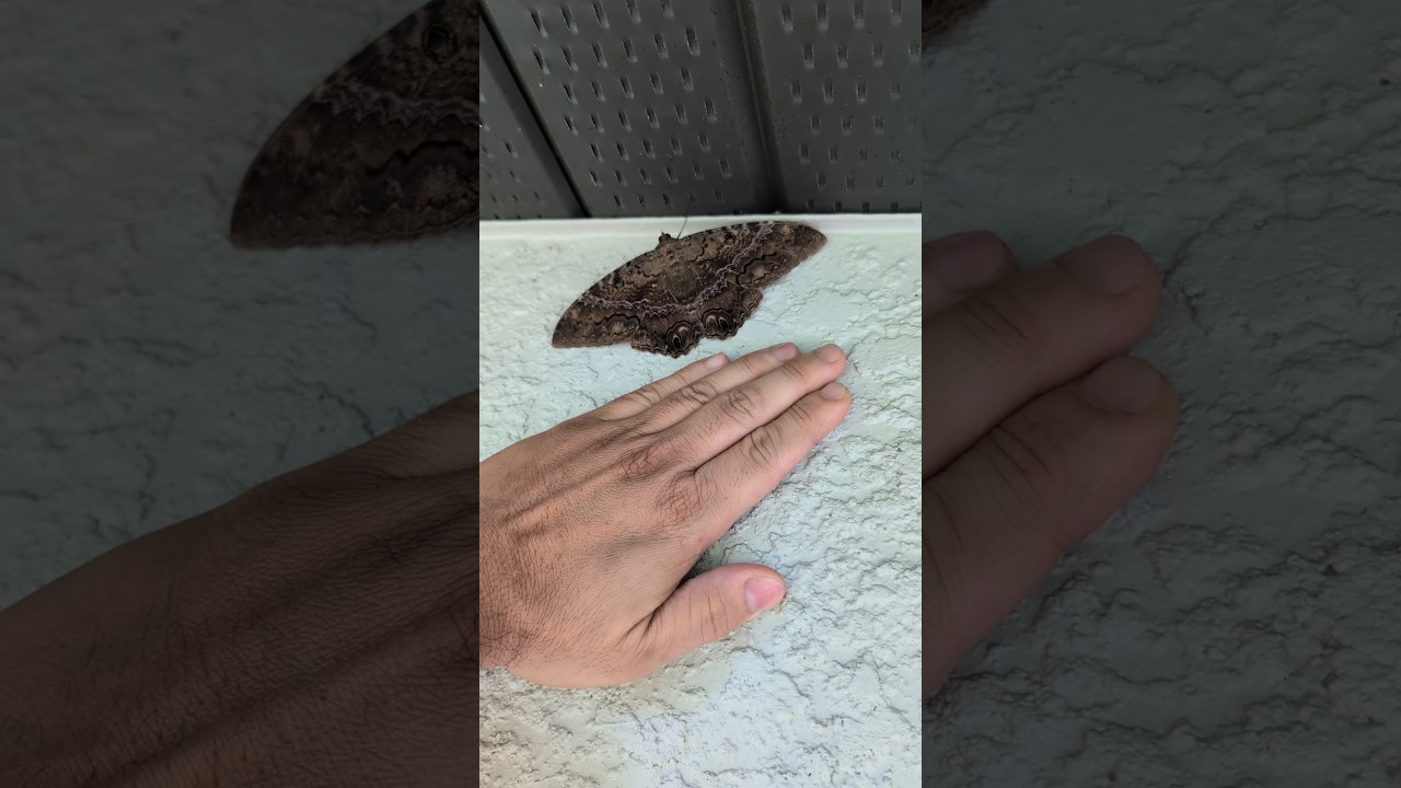 Giant Moth In South Florida