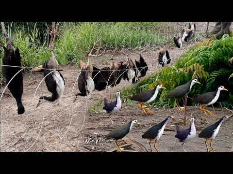 Shocking Bird Trap Experiment in Nature #GlobalBirdTales 