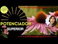 🌺✔👀 ECHINACEA, propiedades y beneficios y cómo se toma Cómo aumentar tus defensas con EQUINÁCEA.