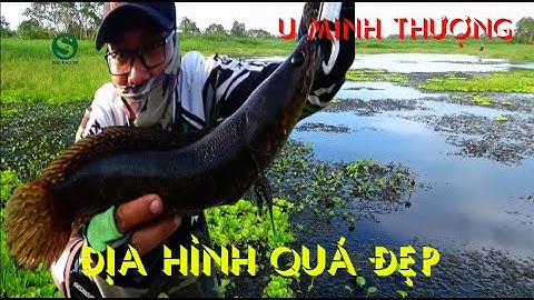 Câu cá lóc, Rừng u minh thượng, Fishing lure, Sắc Màu VN