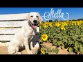 9mo Golden Retriever (Stella) Best Dog Trainers in Florida