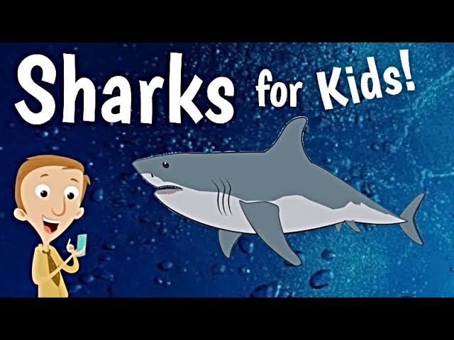 Sharks for Kids 