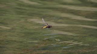 Libelle (Plattbauch) bei der Eiablage / Dragonfly (Broad-bodied chaser) egg laying