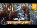 موسم حصاد التمور في العراق ممنوع ضرب النخلة أو إهانتها موسم حصاد التمور في العراق ممنوع ضرب النخلة أو إهانتها