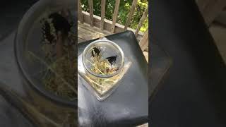 Butterfly Release