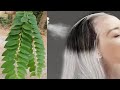 White Hair ➡️ Black Hair Naturally With Gooseberry Leaves | White hair dye with herb |ย้อมผมขาว หงอก