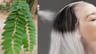 White Hair ➡️ Black Hair Naturally With Gooseberry Leaves | White hair dye with herb |ย้อมผมขาว หงอก