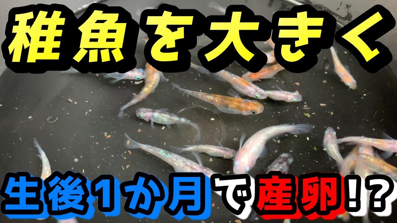 生後1か月で産卵 メダカの稚魚を早く大きくする方法 媛めだか 繁殖 育て方 針子 Youtube