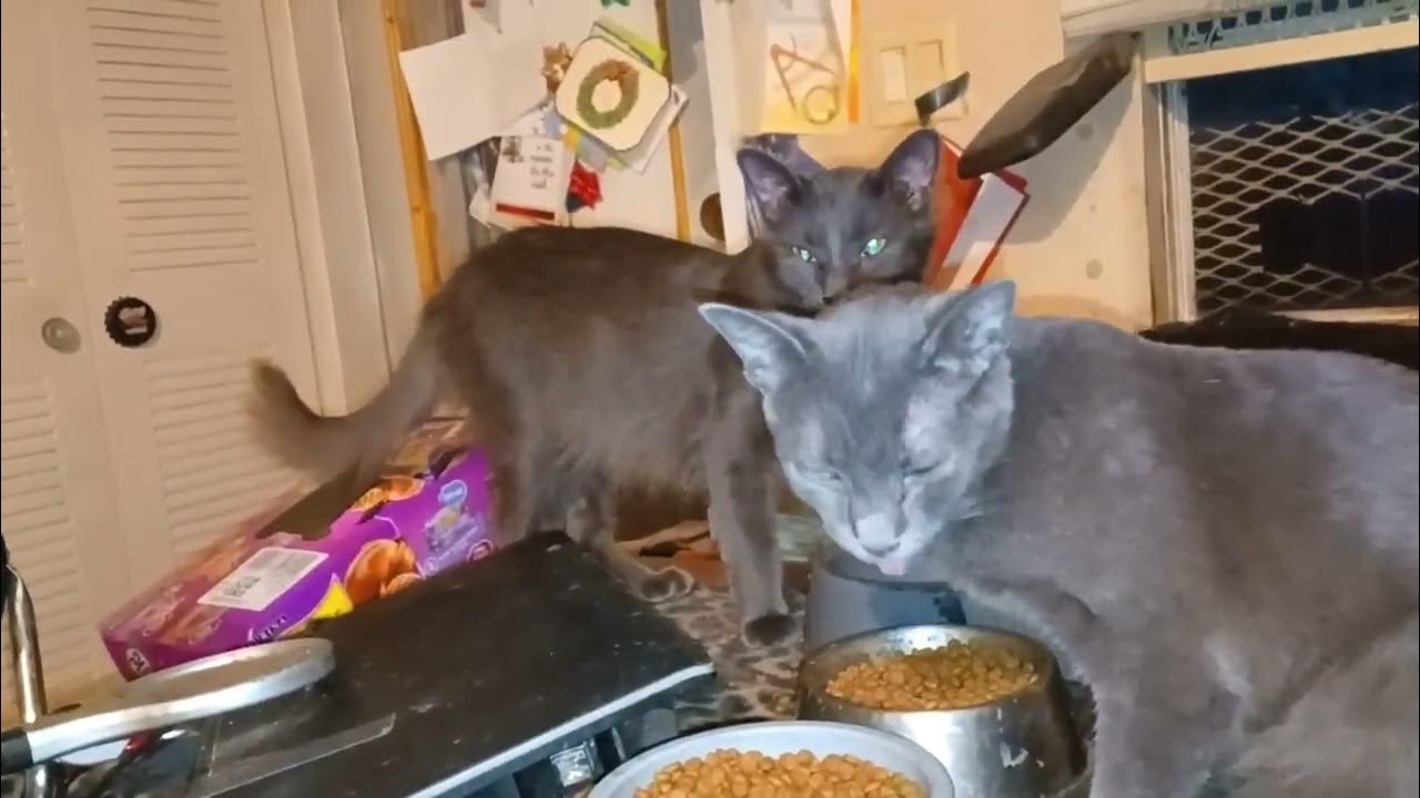 Cats Gaining weight and good health YouTube