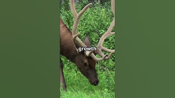 Deer shed and regrow their antlers every year#shots #facts #history#animals #short #science #shorts