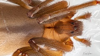 Spider Heartbeat  Brown Recluse (Loxosceles reclusa)