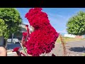 DIA DE JARDINAGEM,  VAMOS DE VLOG!!