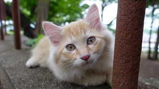 フワフワ長毛お母さん猫とやんちゃ子猫兄弟がとにかくカワイイ