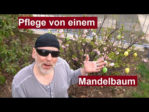 Mandelbäumchen schneiden/zurückschneiden. Was sollte man bei der Pflege, Standort und Boden beachten