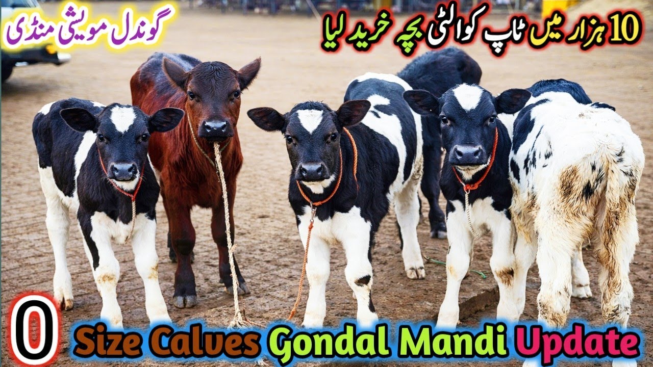 Gondal Mandi latest update 25Jan 2026! Farming wala chota Mall! imported heifers katy Katya!
