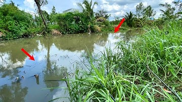 Câu Cá Rô Đồng | Phát Hiện Con Sông Mới Rất Nhiều Cá Rô Mề Lớn | Tập 36