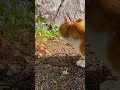 お尻ポンポンちゃ〜ちゃん。#猫動画ショート