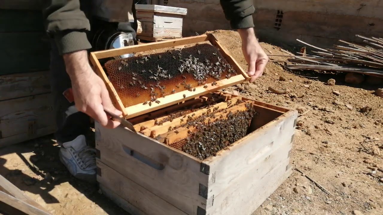 هذا ما فقدته الخلية من نحل بعد أن حولتها الي مكان قريب