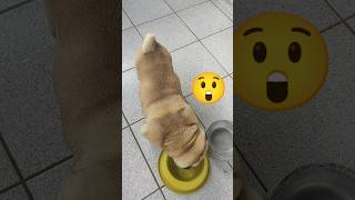 CACHORRO FORTE DIA 25/04