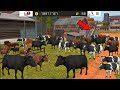 Feeds Cow In Fs 18 | Fs18 Multiplayer Gameplay || Farming Simulator Timelapse #fs18 