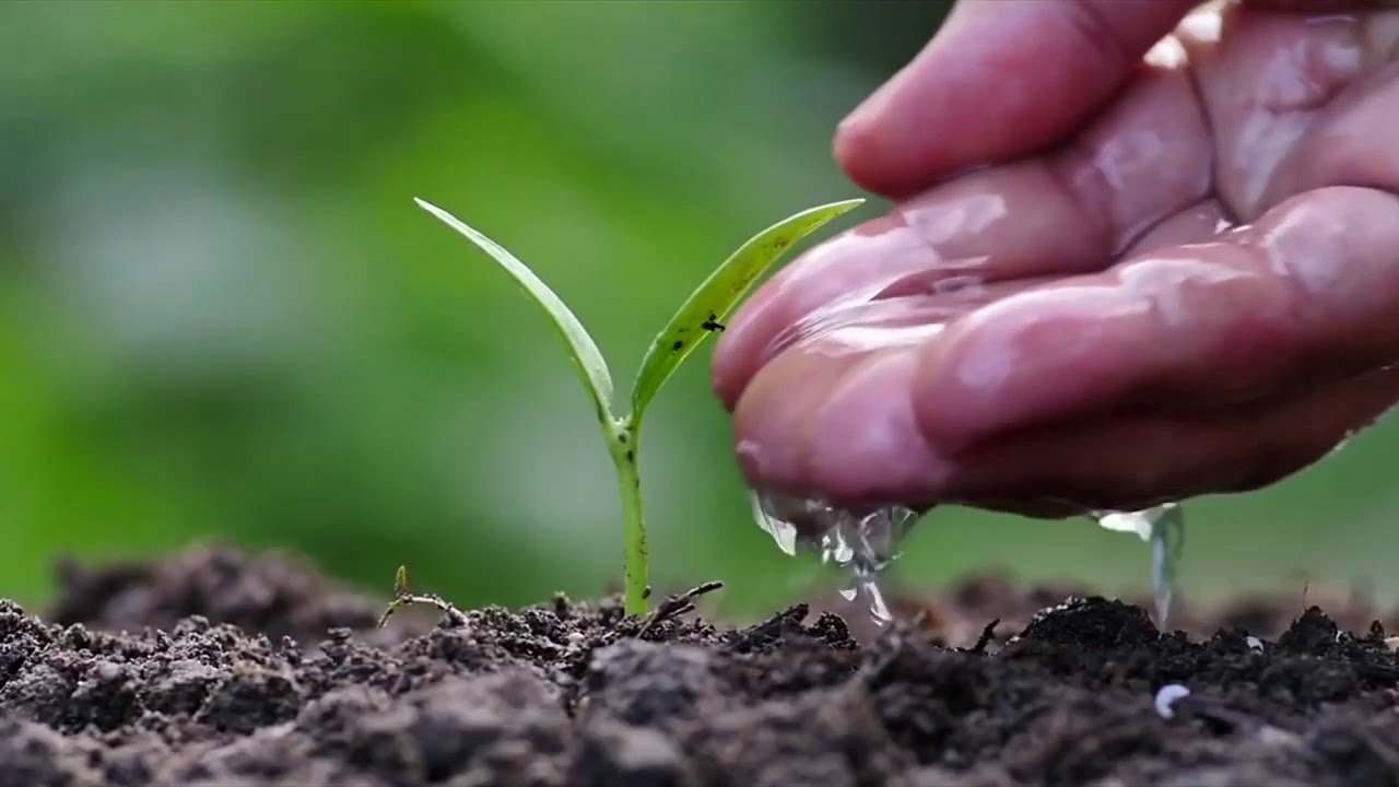 Компания Rain International