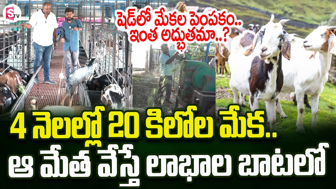 4 నెలల్లో 20 కిలోల మేక..| Goat Farming In Shed In Telugu | SumanTV Rythu