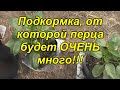 Подкормка сладкого перца - завяжутся все цветочки!