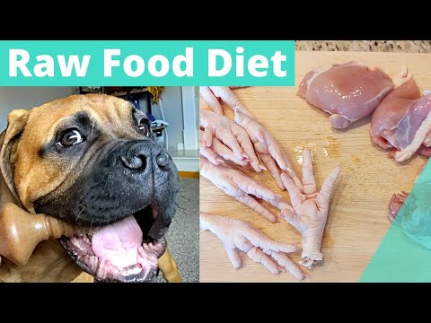 Vídeo: Com Alimentar Un Cadell Bullmastiff