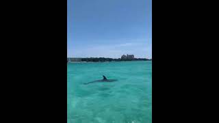 Dolphins Swimming in Destin Florida