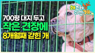 '우리도 마음껏 풀어주고 싶은데...' 통제 불능 30kg 거대한 덩치의 리트리버 때문에 곤란한 보호자들, 그리고 가둘 수밖에 없는 안타까운 사연 | #왜그러냥귀엽개