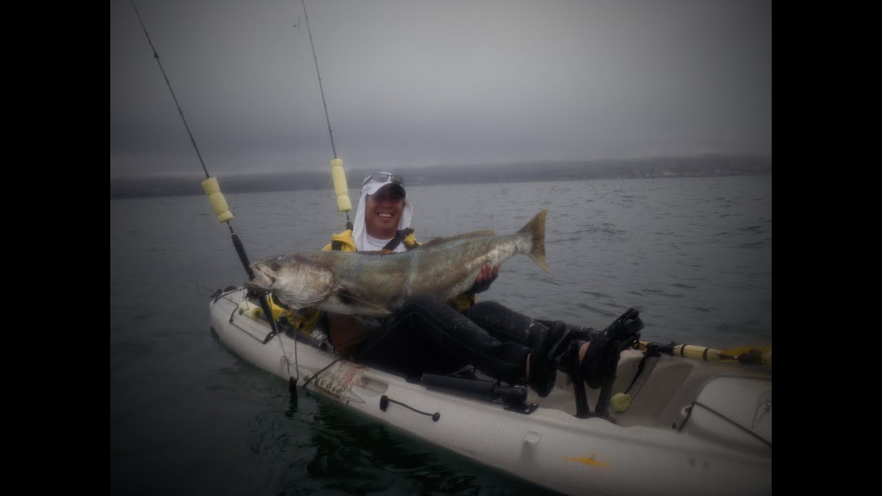 White Sea Bass Fishing Monterey YouTube