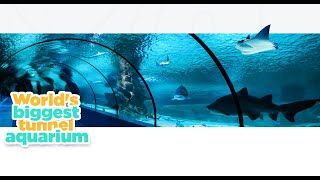 GEZELİM GÖRELİM | Antalya Akvaryumu: Deniz Dünyasına Yolculuk ve Vahşi Yaşam Keşfi!