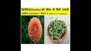डेहलिया(Dahlia) को बीज से कैसे उगाये 100% success– Part 1 ! Grow Dahlia from seeds डेहलिया(Dahlia) को बीज से कैसे उगाये 100% success– Part 1 ! Grow Dahlia from seeds