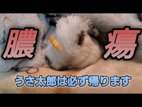 なぜウサギの歯根膿瘍は治りにくいのか