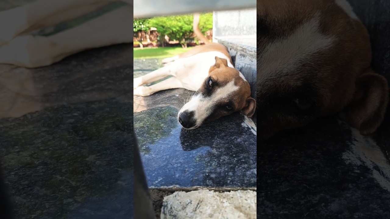 Inhe pyar karke to dekhiye ♥️🐶