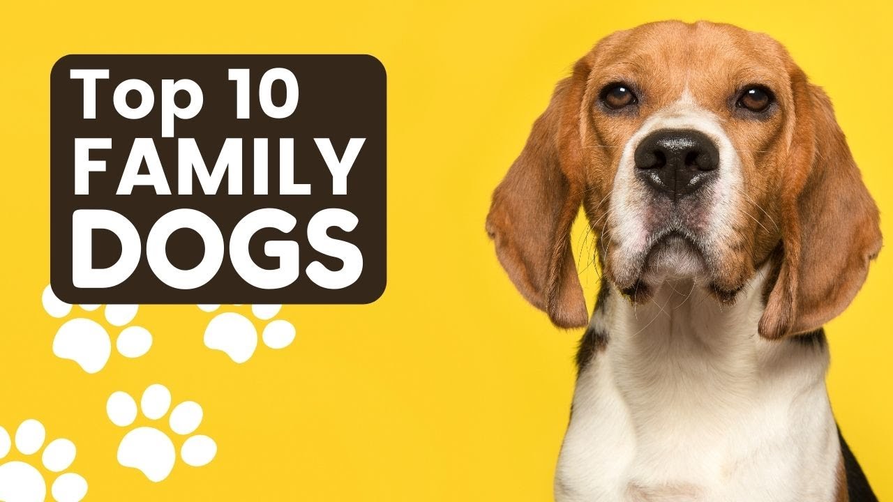 The Top 10 Best Family Dogs Meet Your Perfect Furry Companion! YouTube