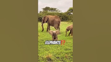 WOW⁉️ Facts about Elephants #elephant #viralvideo #youtubeshorts #animals