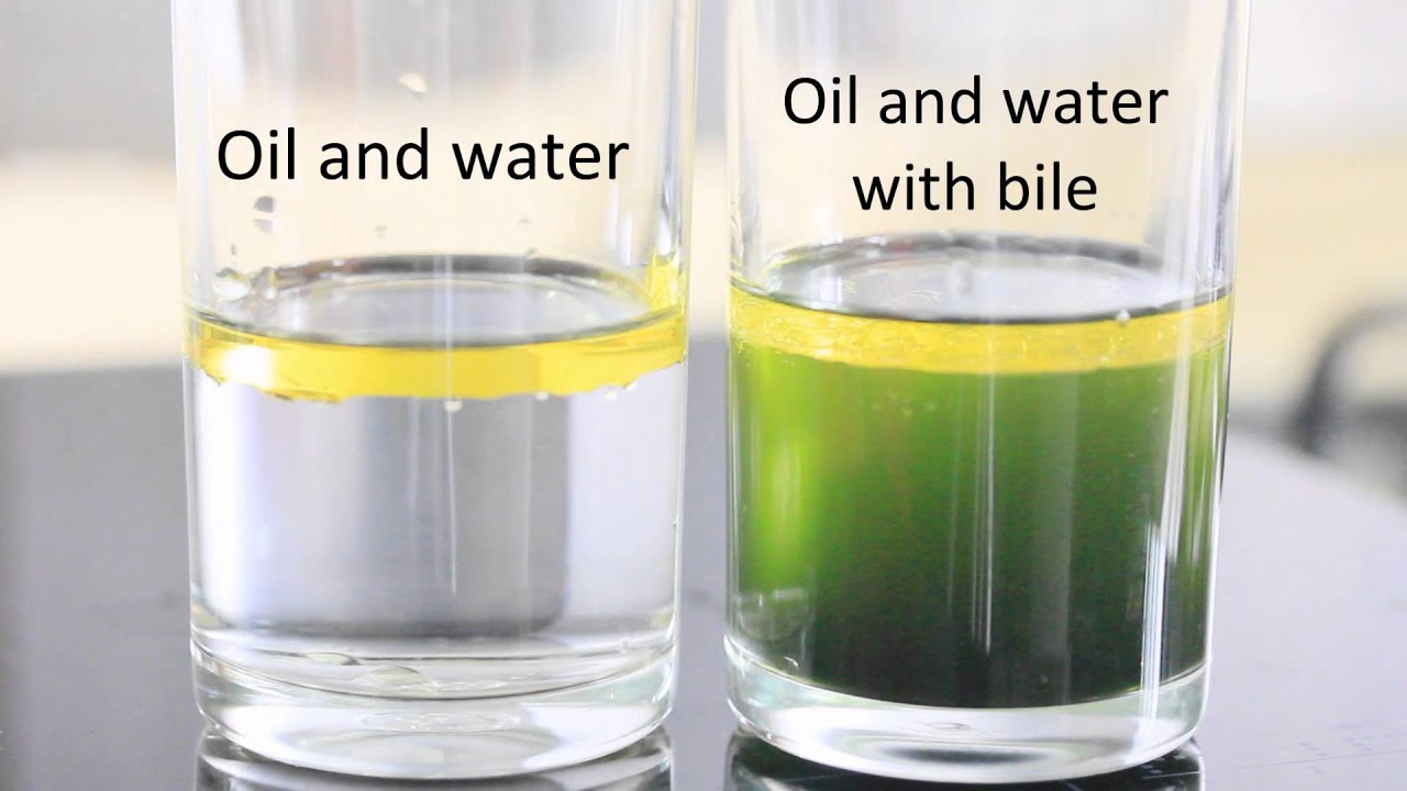 Emulsifying Effects of Bile YouTube